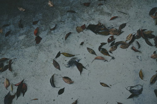 コンクリートに落ちた枯れ葉とテクスチャー