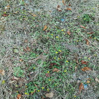 枯れ葉散る地面と雑草のテクスチャーの写真