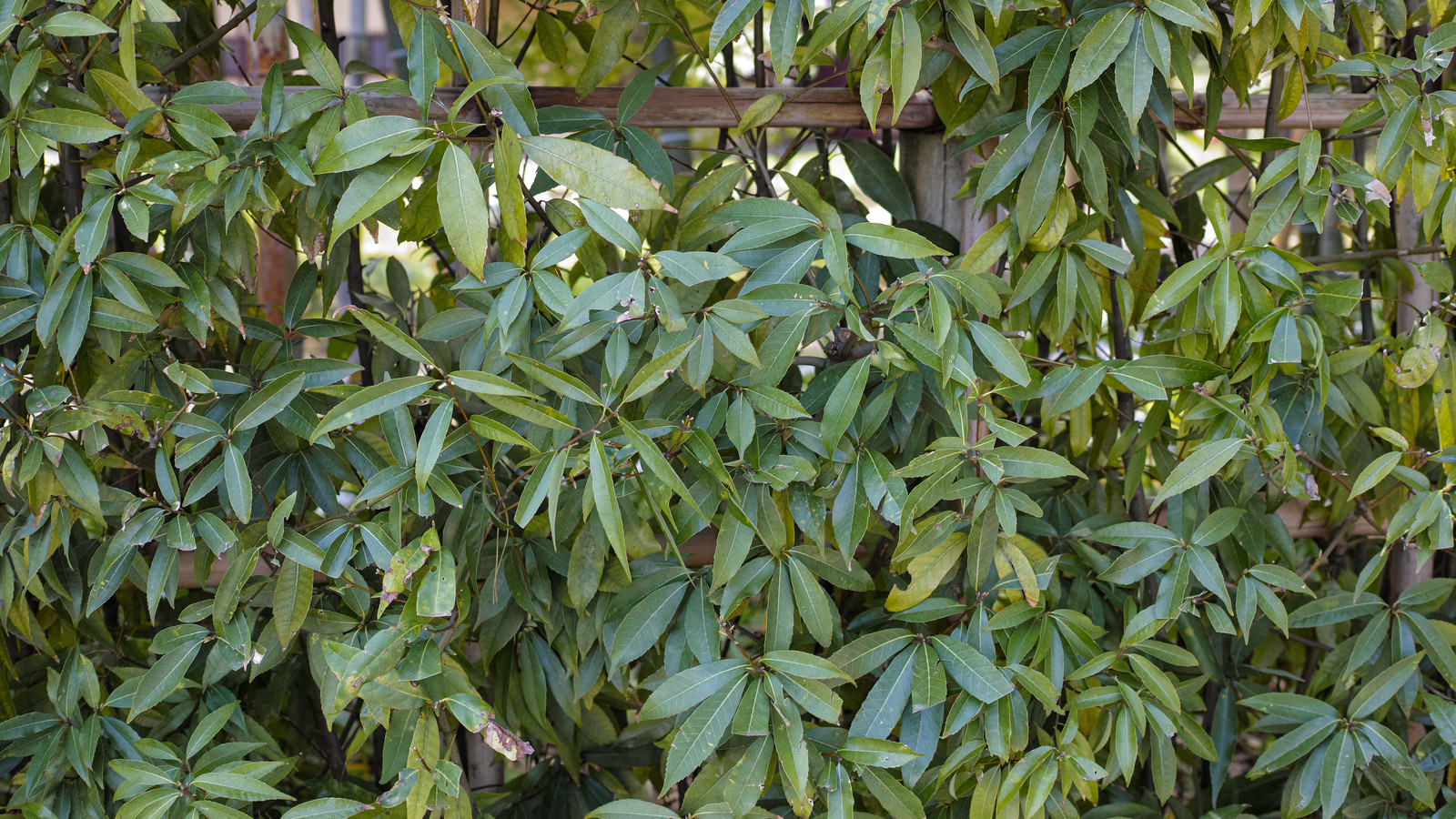 虫食いの跡がある緑色のゲッケイジュ（月桂樹）の葉が密集している様子