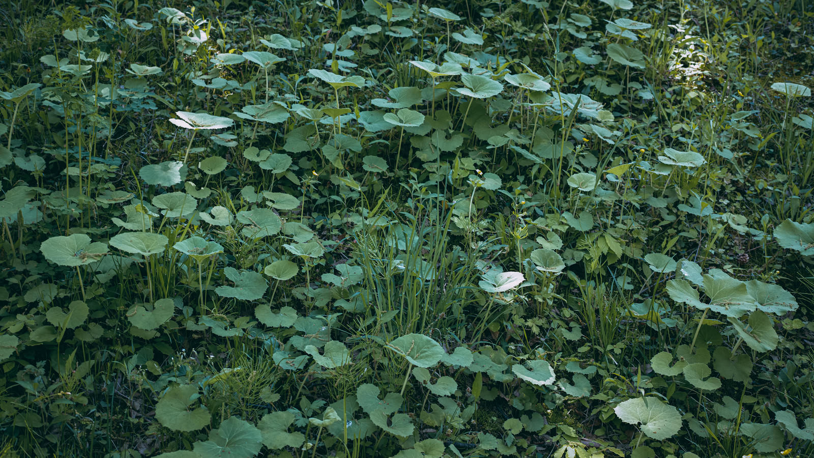 緑の雑草が密集して生い茂る地面の様子
