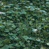 緑の雑草が密集して生い茂る地面の自然風景の写真