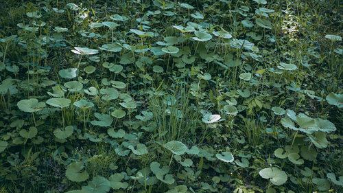 緑の雑草が密集して生い茂る地面の自然風景
