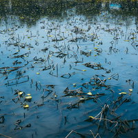 青い空が反射する溜池に浮かぶ水草と水面風景の写真