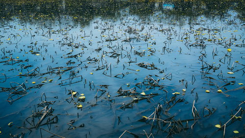 青い空が反射する溜池に浮かぶ水草と水面風景