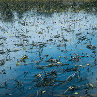 秋の池に浮かぶ枯れ葉と水中の水草、季節の移ろいを映す水辺の風景の写真