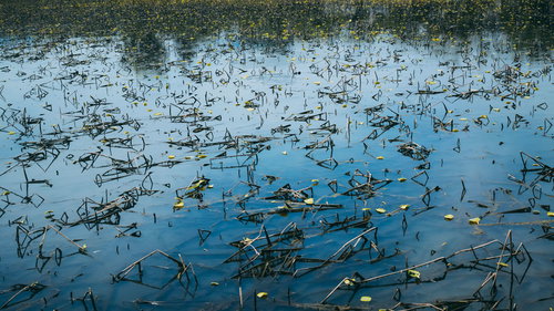 秋の池に浮かぶ枯れ葉と水中の水草、季節の移ろいを映す水辺の風景