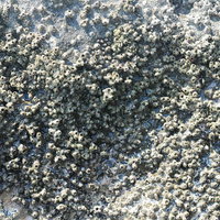 海岸に密集する風化したフジツボの残骸と侵食テクスチャーの写真