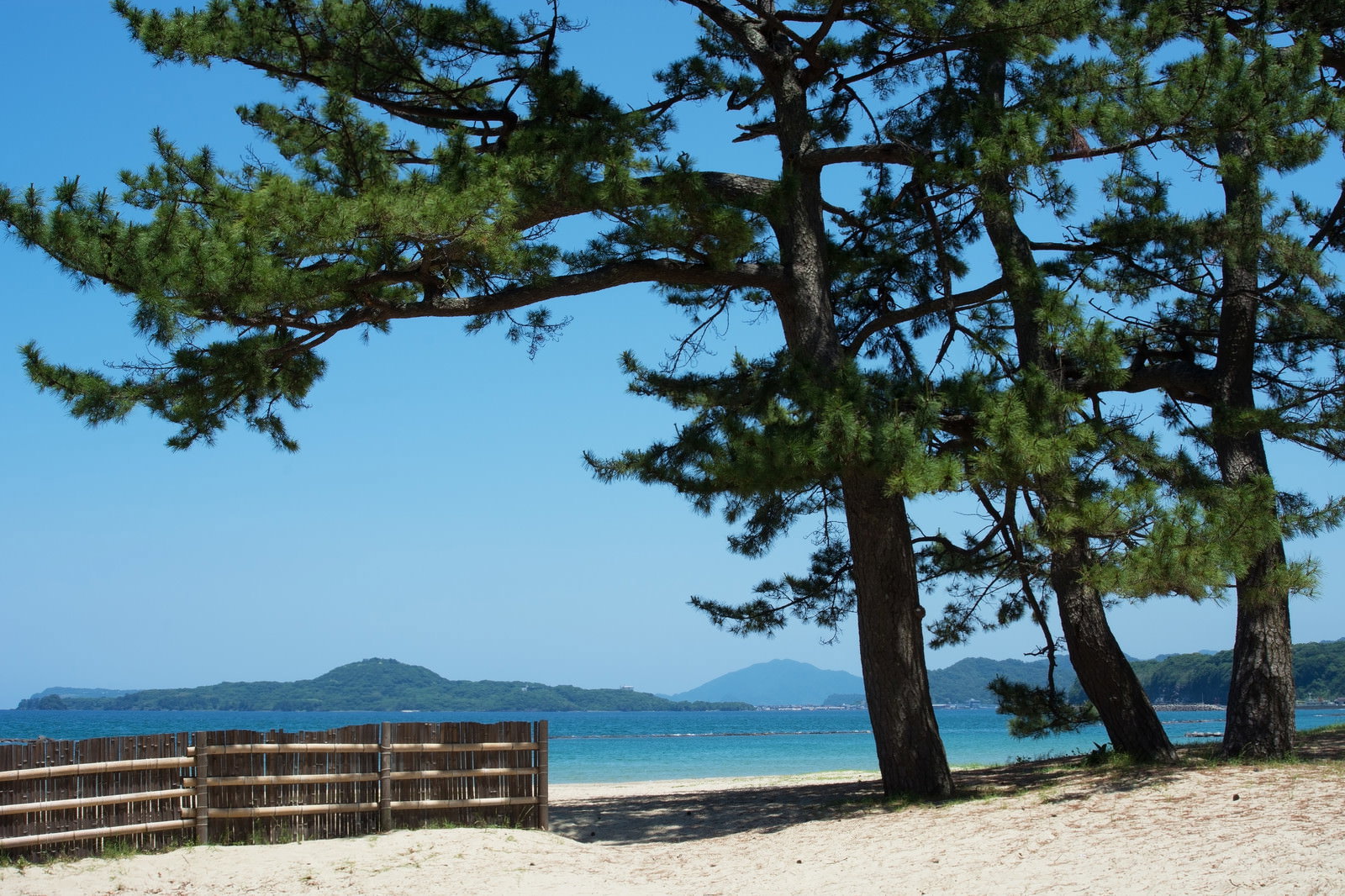 菊ヶ浜の砂浜に立つ松の木と遠方に見える笠山の風景