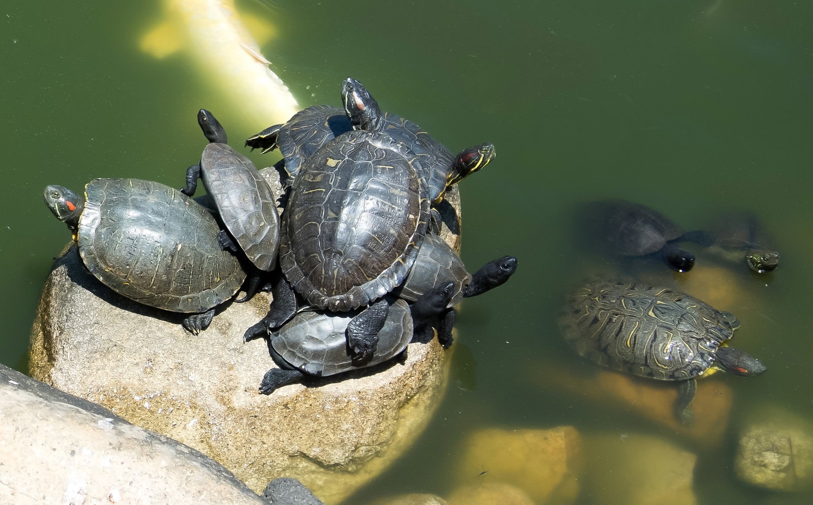 Too many turtles gathering at their favorite sunbathing spot Free Stock ...