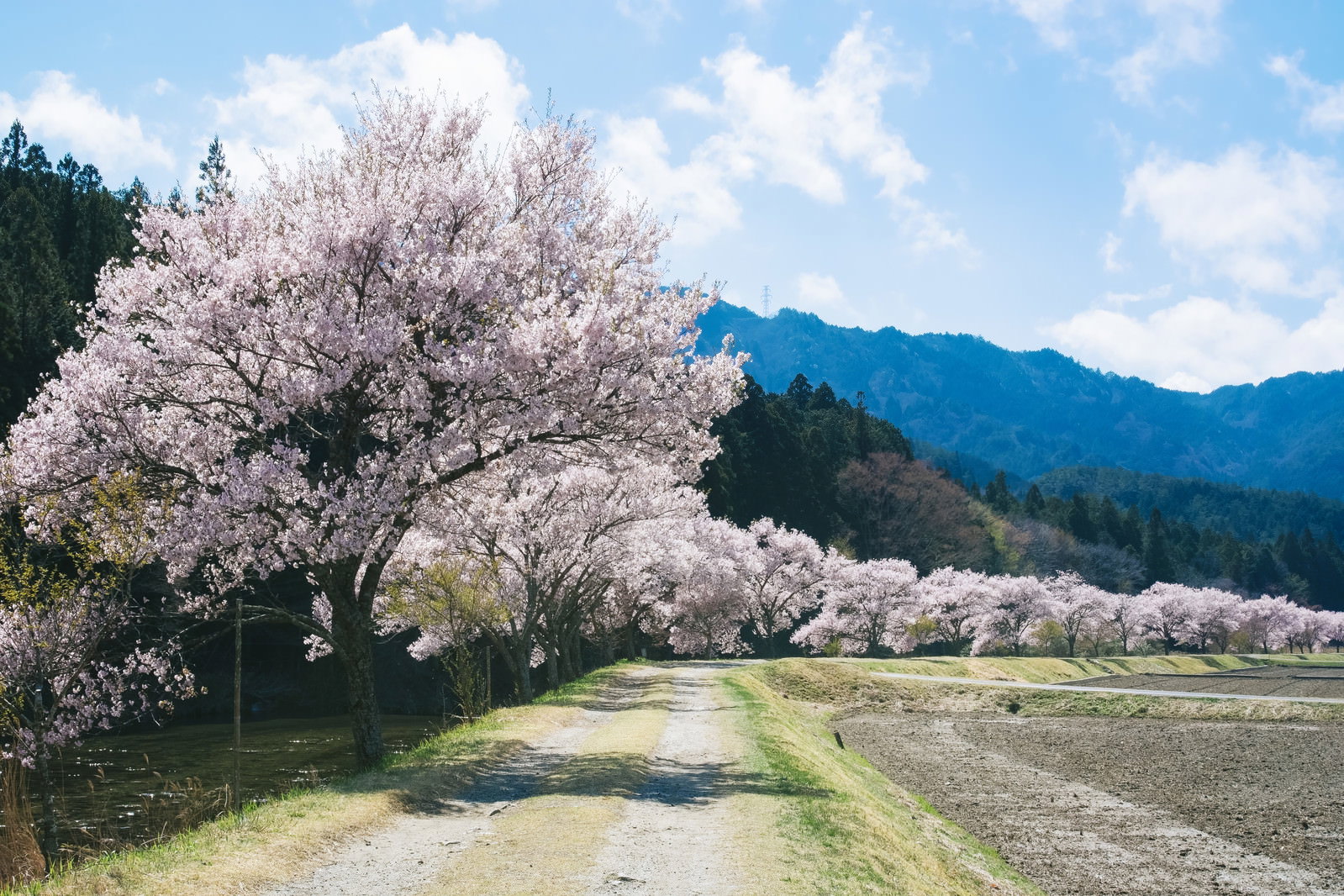 名倉川沿いの農道に満開のコヒガンザクラが咲き誇る春の風景