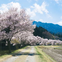 名倉川のコヒガンザクラ（設楽町）の写真