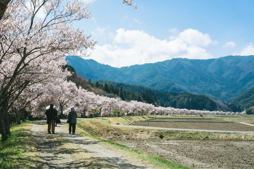 桜並木を花見しながら歩く観光客