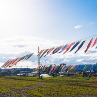 富田の鯉のぼりの写真