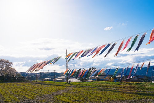富田の鯉のぼり