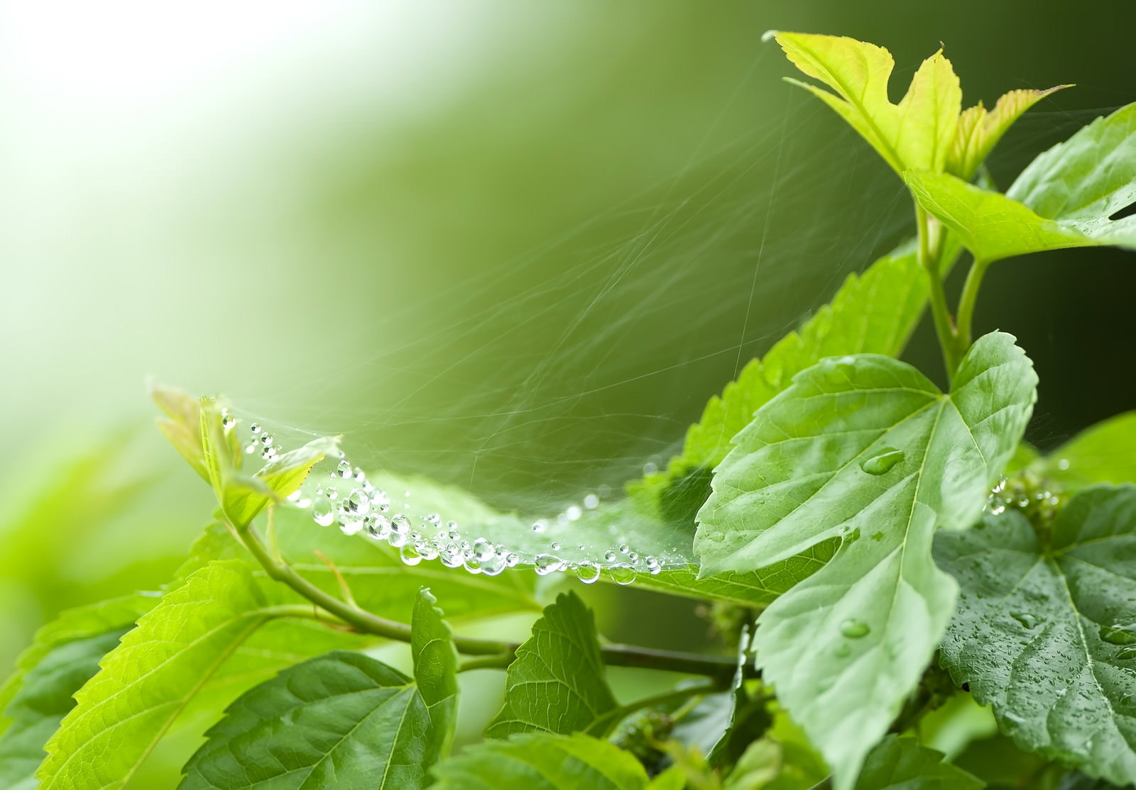 蜘蛛の巣に連なる雨粒と緑の葉