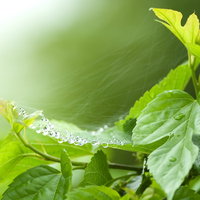 蜘蛛の巣の雨粒の写真