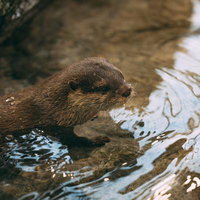 水辺で休むかわうその横顔 動物園の親水性哺乳類の写真