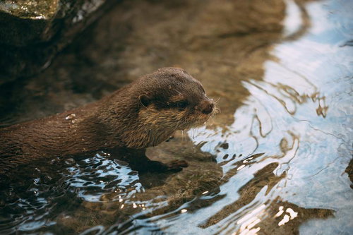 水辺で休むかわうその横顔 動物園の親水性哺乳類