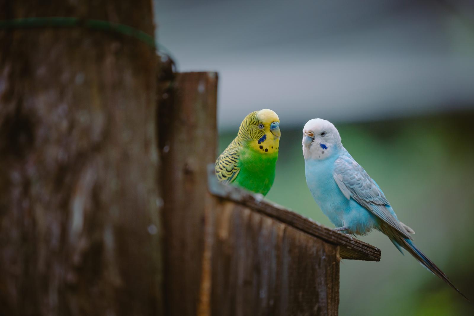 黄色と水色のセキセイインコが巣箱の止まり木に並んで止まる