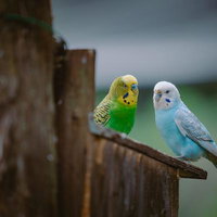 巣箱の止まり木で寄り添う黄色と水色のインコの写真