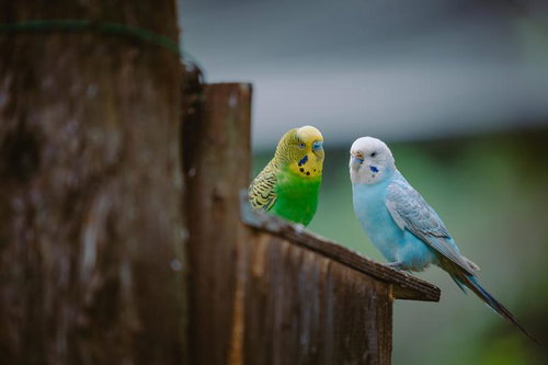 巣箱の止まり木で寄り添う黄色と水色のインコ