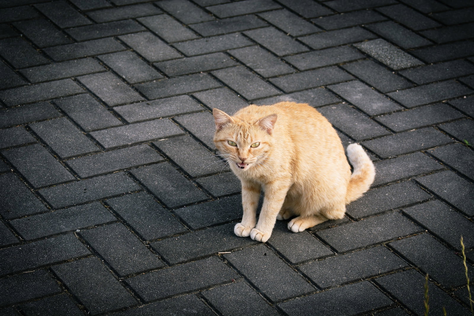 石畳の上で身を低くして威嚇している茶色い野良猫