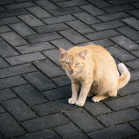 威嚇する野良猫の写真