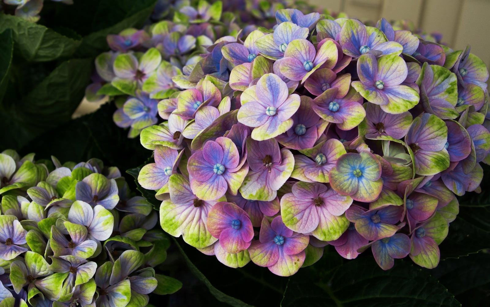紫やピンク、グリーンが混ざった色合いの紫陽花マジカルコーラル
