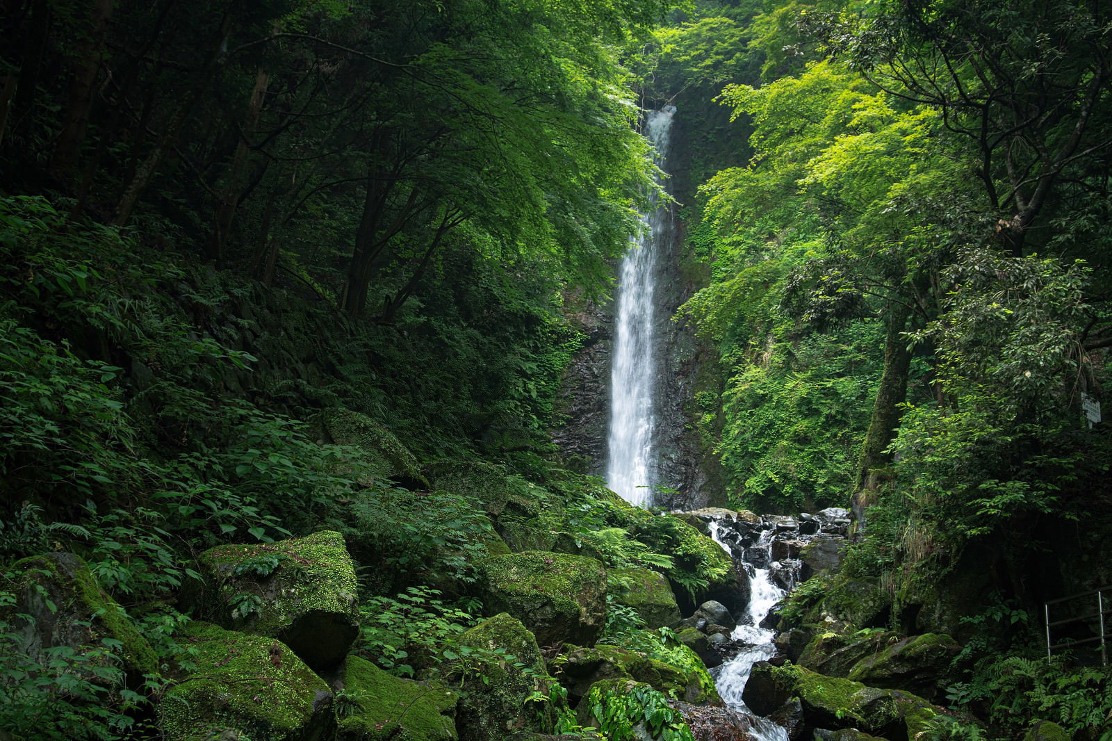新緑の森に囲まれた渓谷に流れ落ちる養老の滝