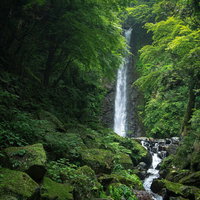 新緑に囲まれた養老の滝の写真