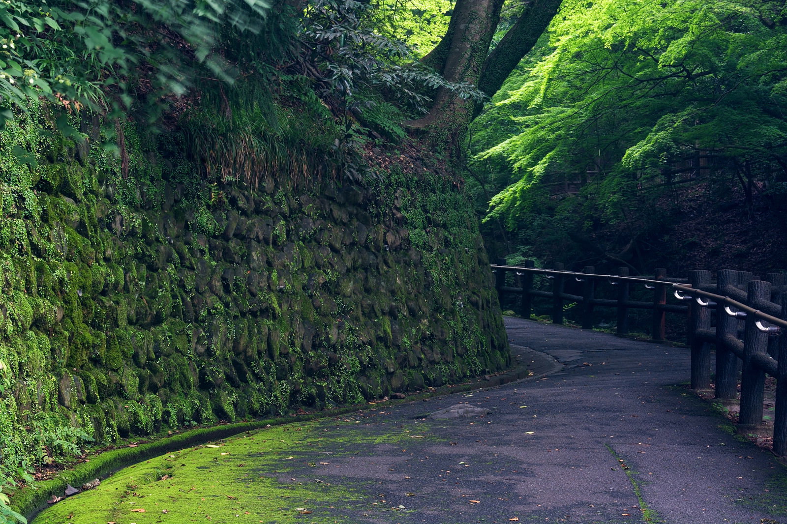 緑の苔に覆われた石積みの壁と遊歩道