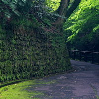 苔生す石積みの壁と遊歩道の写真