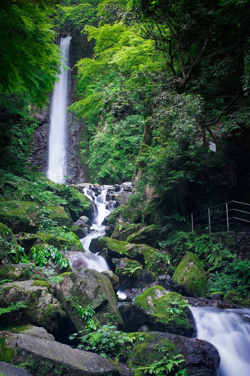 緑豊かな森の中を流れ落ちる養老の滝の風景