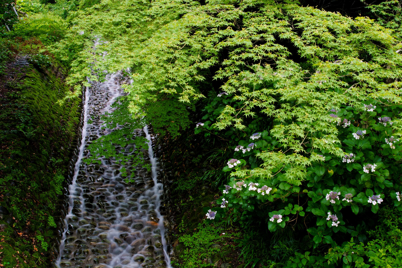 緑豊かな森の中で苔に覆われた川原を流れる清らかな水