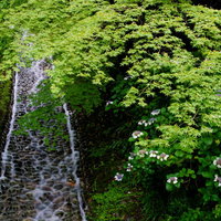 苔むす川原を流れる水の写真