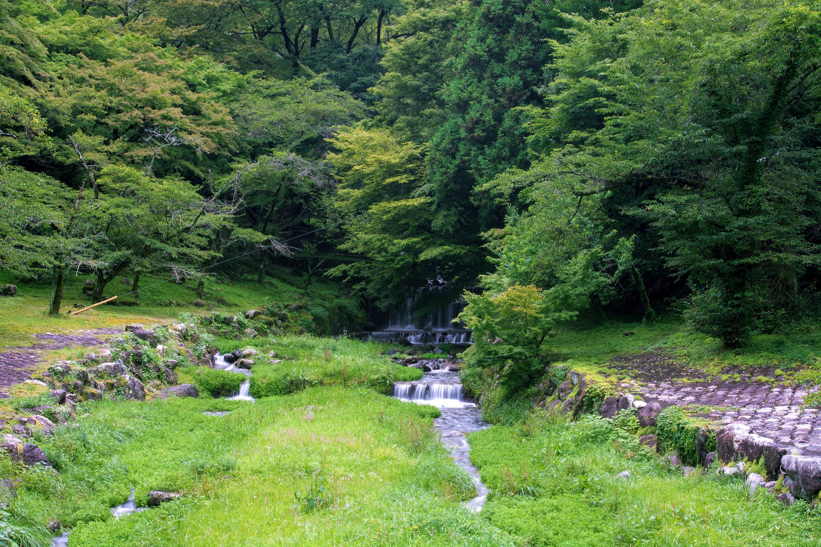 新緑の森に囲まれた小川が静かに流れる自然風景