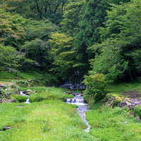 新緑の森から続く小川の写真