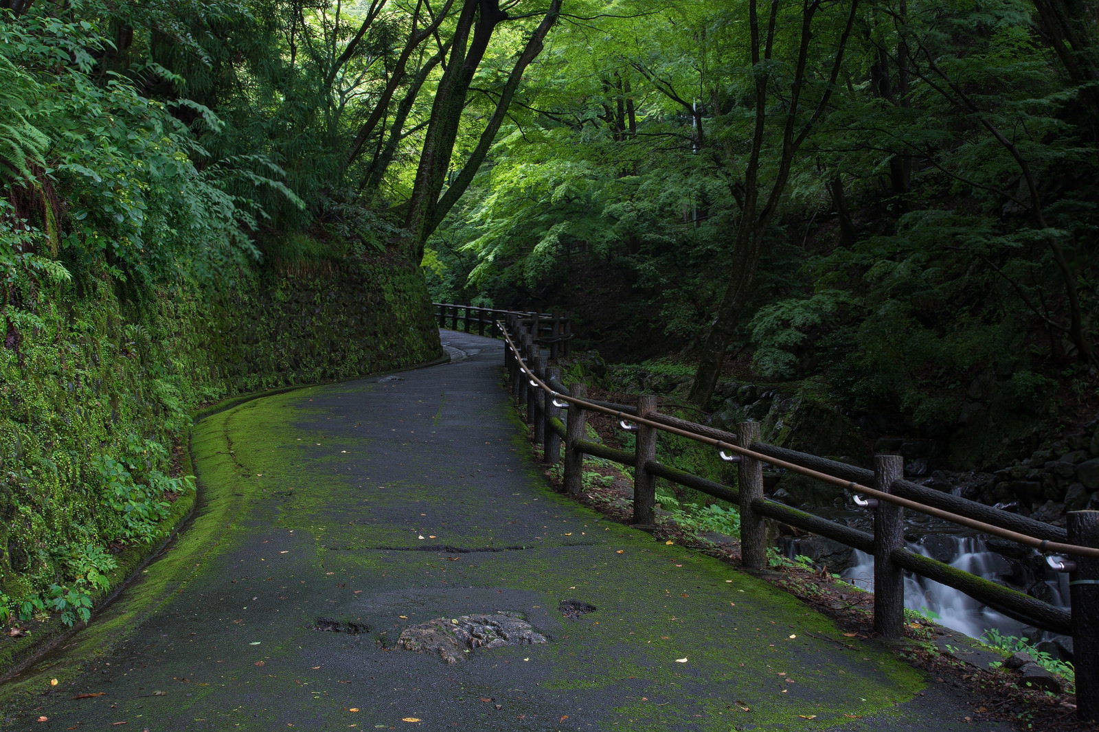 緑豊かな森の遊歩道で、木製の柵沿いに苔に覆われた地面を小川が流れている風景