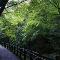 新緑の散歩道の写真