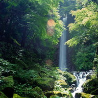 梅雨の晴れ間の日差しに輝く木々の緑の写真