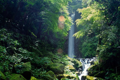 梅雨の晴れ間の日差しに輝く木々の緑