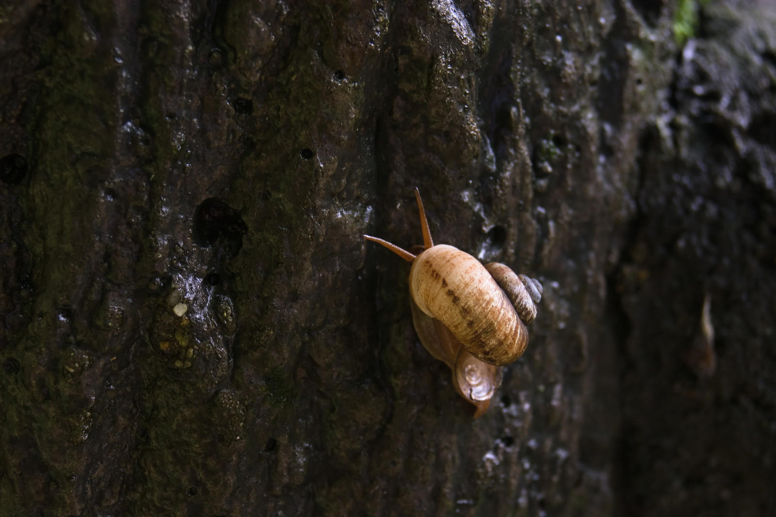 A brown-shelled snail crawling on a damp rock surface