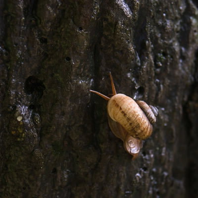 頭隠して角隠さず（カタツムリ）の写真