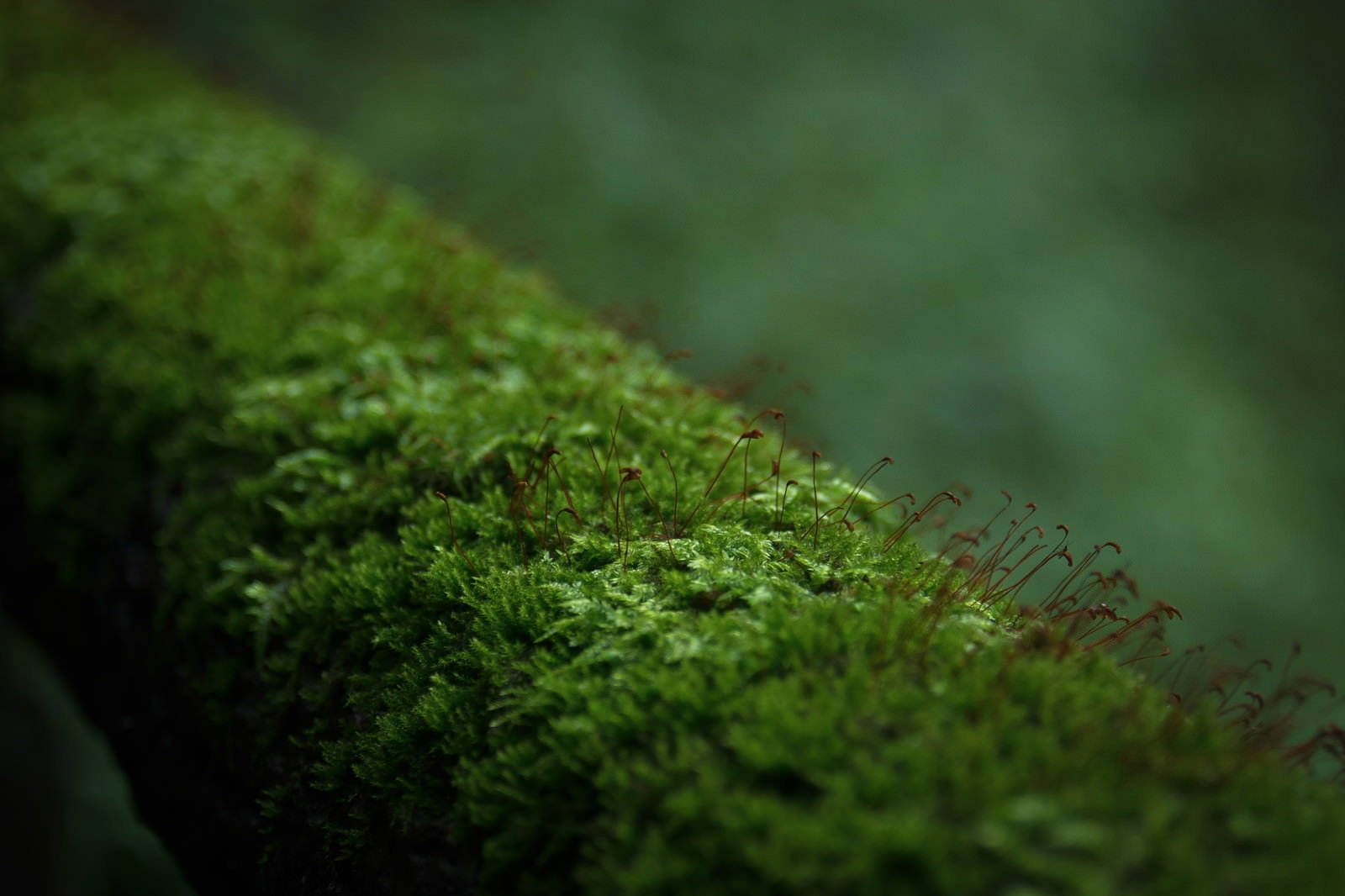 木製の遊歩道手すりに緑色の苔がびっしりと生えている様子