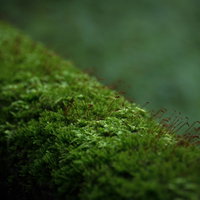 遊歩道の手すりをびっしりと埋め尽くす苔の写真