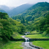 新緑の森から段々に流れる小川の写真