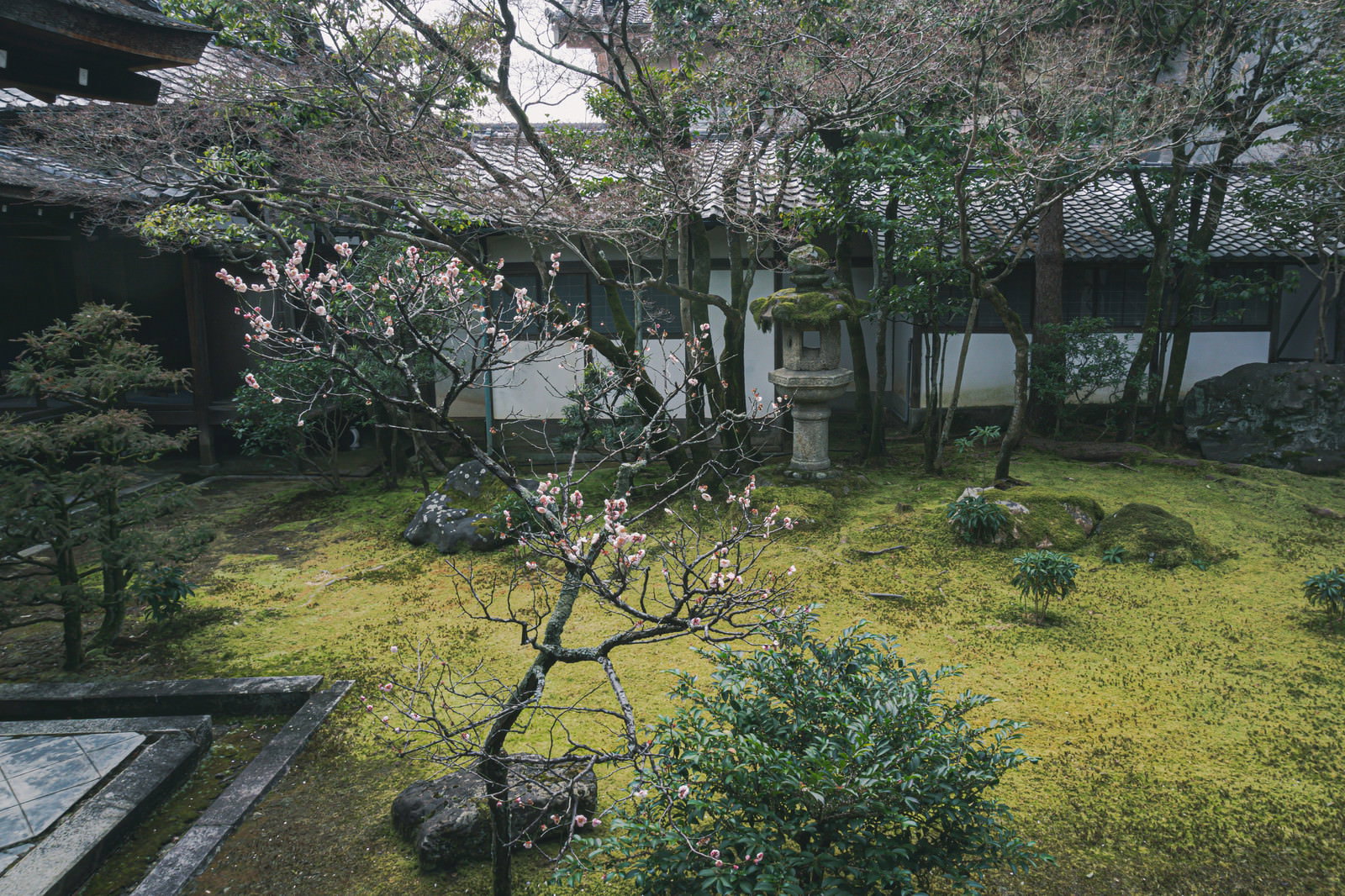 京都仁和寺の境内で、緑の苔庭に白い梅の花が咲く中庭の風景