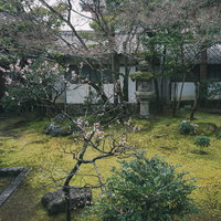 手入れされた中庭に咲く梅の花（京都 仁和寺）の写真