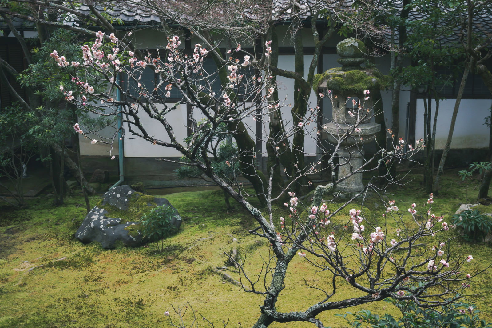 京都仁和寺の中庭で咲く白い梅の花と奥に見える建物