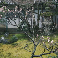 中庭にひっそり咲く可憐な梅の花（京都 仁和寺）の写真